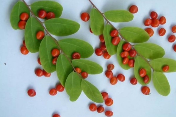 紅豆適合什么體質的人吃 紅豆適合糖尿病人吃嗎 紅豆適合什么體質的人吃 紅豆適合糖尿病人吃嗎