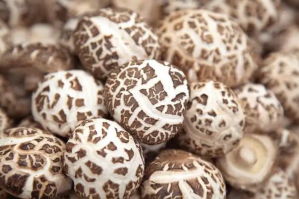 花菇的功效和作用 花菇可以煲湯嗎 花菇的功效和作用 花菇可以煲湯嗎