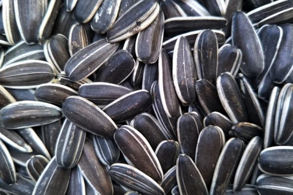 葵瓜子的營(yíng)養(yǎng)價(jià)值和功效 葵瓜子的熱量高嗎 葵瓜子的營(yíng)養(yǎng)價(jià)值和功效 葵瓜子的熱量高嗎