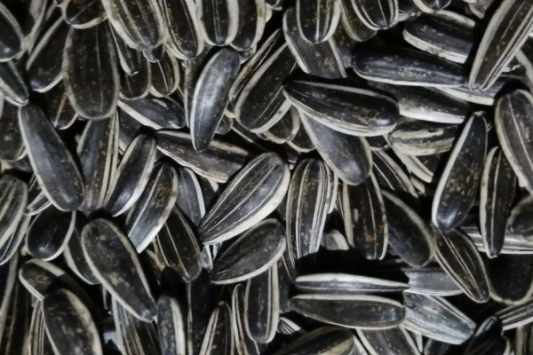 葵瓜子可以放多久 葵瓜子放的時間長了還能吃嗎 葵瓜子可以放多久 葵瓜子放的時間長了還能吃嗎