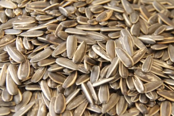 葵瓜子吃多了上火嗎 葵瓜子會導(dǎo)致過敏嗎 葵瓜子吃多了上火嗎 葵瓜子會導(dǎo)致過敏嗎