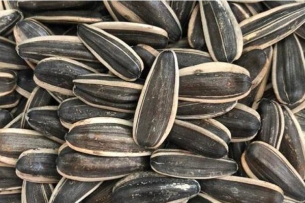 葵瓜子有助于睡眠嗎 葵瓜子可以多吃嗎 葵瓜子有助于睡眠嗎 葵瓜子可以多吃嗎