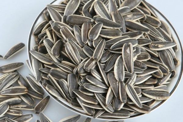 葵瓜子有助于睡眠嗎 葵瓜子可以多吃嗎 葵瓜子有助于睡眠嗎 葵瓜子可以多吃嗎