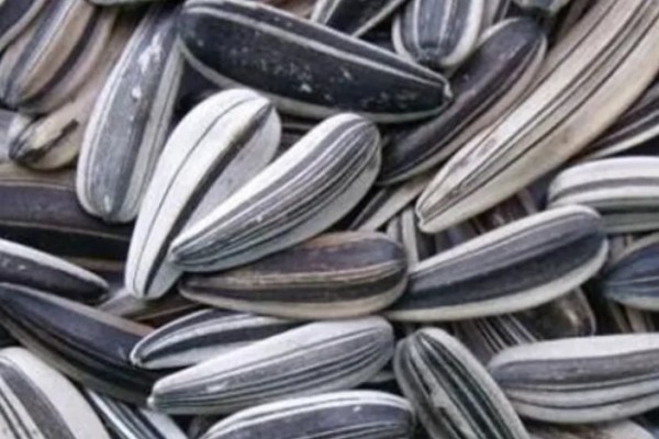 葵瓜子會致癌是真的嗎 葵瓜子對人體有害嗎 葵瓜子會致癌是真的嗎 葵瓜子對人體有害嗎