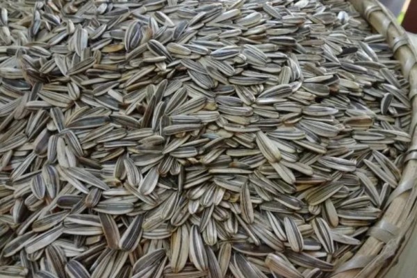 葵瓜子可以放多久 葵瓜子放的時間長了還能吃嗎 葵瓜子可以放多久 葵瓜子放的時間長了還能吃嗎