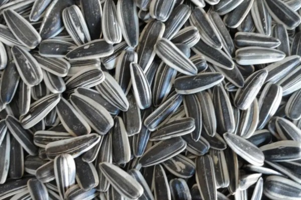 葵瓜子和南瓜子哪個更容易發(fā)胖 葵瓜子一天吃多少合適 葵瓜子和南瓜子哪個更容易發(fā)胖 葵瓜子一天吃多少合適