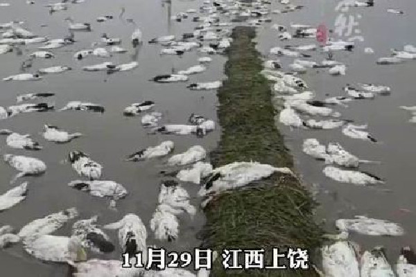 老人養(yǎng)的近4000只鴨子被投毒 鴨肉蛋白質(zhì)含量高嗎 老人養(yǎng)的近4000只鴨子被投毒 鴨肉蛋白質(zhì)含量高嗎