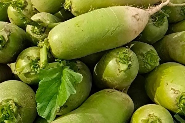 綠蘿卜和白蘿卜有什么區(qū)別 綠蘿卜是什么蘿卜 綠蘿卜和白蘿卜有什么區(qū)別 綠蘿卜是什么蘿卜