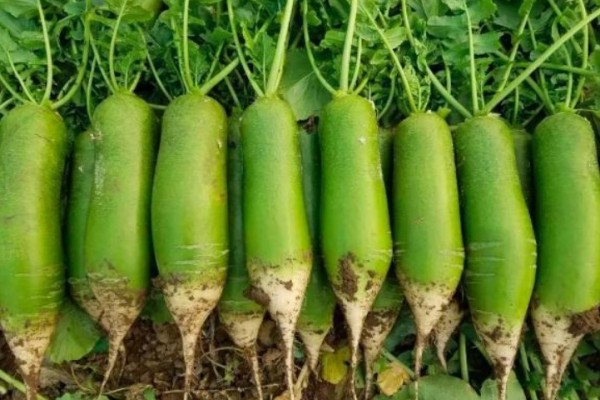 綠蘿卜怎么保存時間長還新鮮 綠蘿卜放久了還能吃嗎 綠蘿卜怎么保存時間長還新鮮 綠蘿卜放久了還能吃嗎