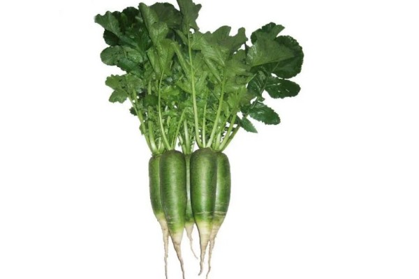 綠蘿卜和白蘿卜有什么區(qū)別 綠蘿卜是什么蘿卜 綠蘿卜和白蘿卜有什么區(qū)別 綠蘿卜是什么蘿卜