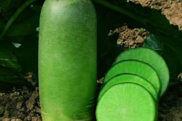 綠蘿卜吃多了胃難受怎么辦 綠蘿卜吃多了有什么壞處 綠蘿卜吃多了胃難受怎么辦 綠蘿卜吃多了有什么壞處