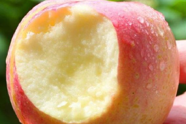 蘋果和什么榨汁好 蘋果可以和牛奶一起吃嗎 蘋果和什么榨汁好 蘋果可以和牛奶一起吃嗎