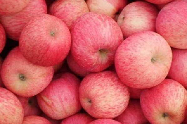 紅富士蘋果可以儲存多長時間 紅富士蘋果放久了口感發(fā)面嗎 紅富士蘋果可以儲存多長時間 紅富士蘋果放久了口感發(fā)面嗎