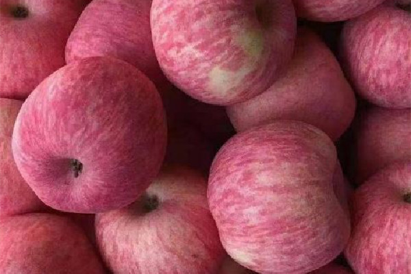 紅富士蘋果可以儲存多長時間 紅富士蘋果放久了口感發(fā)面嗎 紅富士蘋果可以儲存多長時間 紅富士蘋果放久了口感發(fā)面嗎