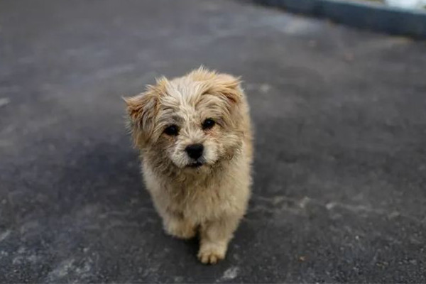 4人毒殺89只狗被拘涉案23萬余元 毒殺流浪狗違法嗎 4人毒殺89只狗被拘涉案23萬余元 毒殺流浪狗違法嗎