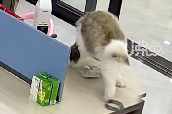 貓咪摔壞12萬翡翠手鐲被連夜送走 翡翠手鐲種水等級劃分 貓咪摔壞12萬翡翠手鐲被連夜送走 翡翠手鐲種水等級劃分