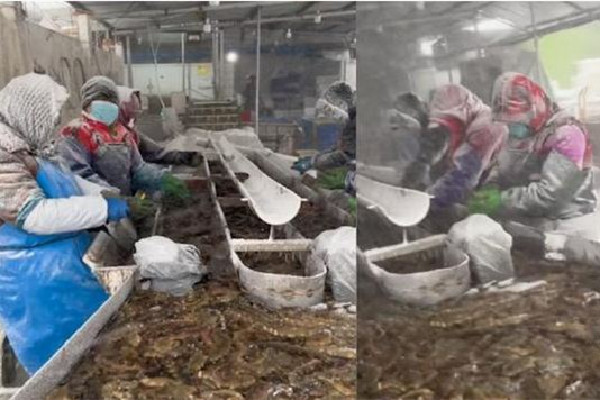 大媽們風(fēng)雪中唱著歌清理活海參 活海參價(jià)格多少錢一斤 大媽們風(fēng)雪中唱著歌清理活海參 活海參價(jià)格多少錢一斤