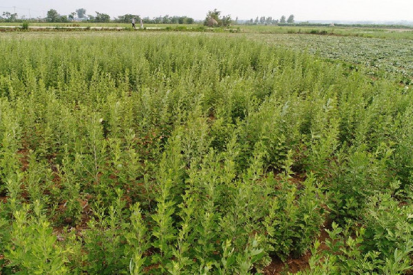 艾草能止癢治皮膚病嗎 艾草止癢有用嗎 艾草能止癢治皮膚病嗎 艾草止癢有用嗎