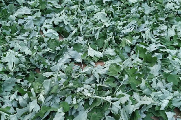 艾草和艾絨哪個效果好 艾草適合所有人嗎 艾草和艾絨哪個效果好 艾草適合所有人嗎