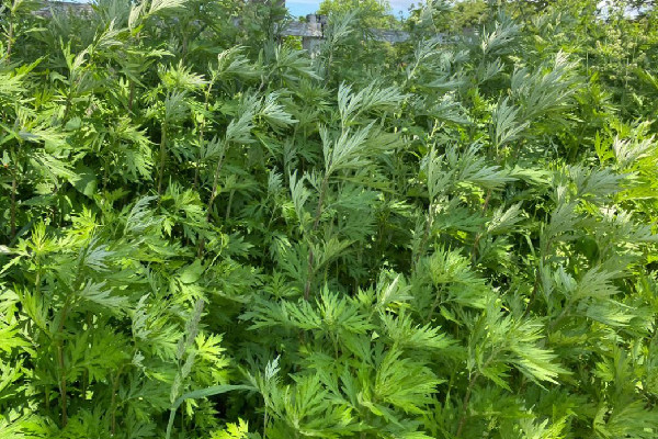 艾草和艾絨哪個效果好 艾草適合所有人嗎 艾草和艾絨哪個效果好 艾草適合所有人嗎