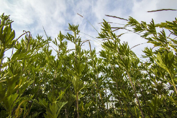 艾草什么時候采摘最好 艾草泡水喝有什么功效和作用 艾草什么時候采摘最好 艾草泡水喝有什么功效和作用