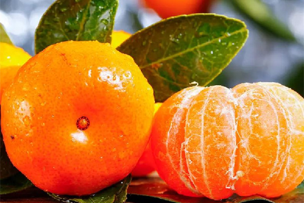 砂糖橘吃幾個(gè)比較好 砂糖橘不能和什么東西一起吃 砂糖橘吃幾個(gè)比較好 砂糖橘不能和什么東西一起吃