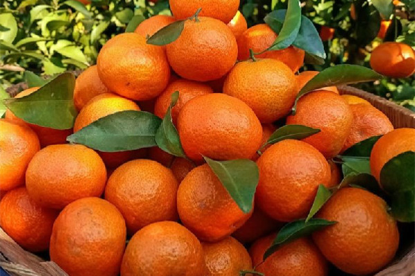 砂糖橘要怎么選 砂糖橘大了好還是小的好 砂糖橘要怎么選 砂糖橘大了好還是小的好