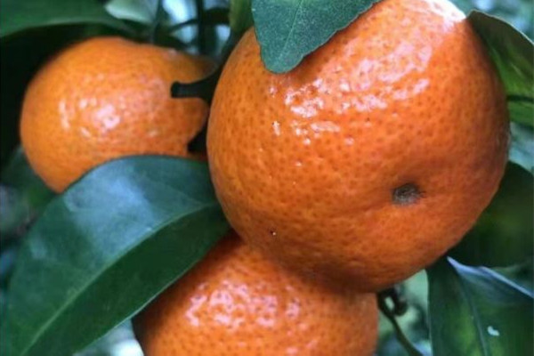 砂糖橘的皮有藥用價值嗎 砂糖橘的皮怎么做陳皮 砂糖橘的皮有藥用價值嗎 砂糖橘的皮怎么做陳皮