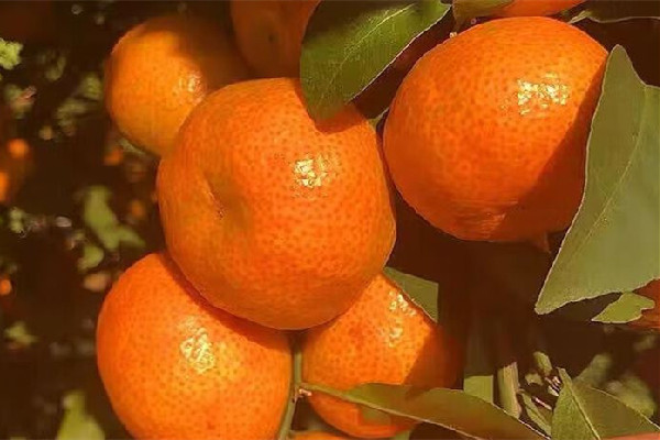 砂糖橘吃幾個(gè)比較好 砂糖橘不能和什么東西一起吃 砂糖橘吃幾個(gè)比較好 砂糖橘不能和什么東西一起吃