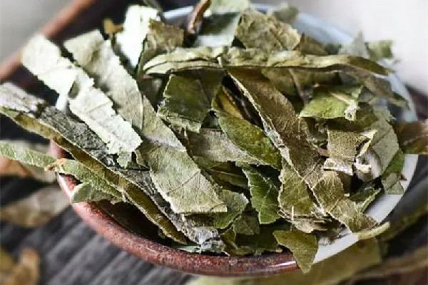 枇杷葉可以長期泡水喝嗎 枇杷葉泡水喝一天可以喝多少 枇杷葉可以長期泡水喝嗎 枇杷葉泡水喝一天可以喝多少