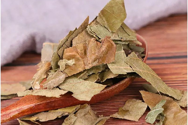 枇杷葉可以長期泡水喝嗎 枇杷葉泡水喝一天可以喝多少 枇杷葉可以長期泡水喝嗎 枇杷葉泡水喝一天可以喝多少