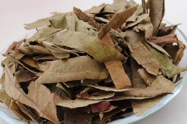 枇杷葉和什么一起煮止咳效果好 枇杷葉可以和梨子冰糖一起燉嗎 枇杷葉和什么一起煮止咳效果好 枇杷葉可以和梨子冰糖一起燉嗎