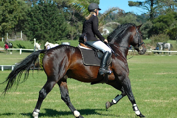 女子在景點(diǎn)騎馬摔斷11顆牙 騎馬要注意哪些事項(xiàng) 女子在景點(diǎn)騎馬摔斷11顆牙 騎馬要注意哪些事項(xiàng)