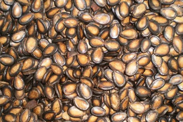 西瓜子咳嗽能吃嗎 西瓜子會(huì)導(dǎo)致咳嗽嗎 西瓜子咳嗽能吃嗎 西瓜子會(huì)導(dǎo)致咳嗽嗎