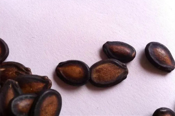 西瓜子怎么磕 西瓜子磕不動怎么辦 西瓜子怎么磕 西瓜子磕不動怎么辦