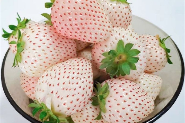 白草莓好吃還是紅草莓好吃 白草莓什么味道 白草莓好吃還是紅草莓好吃 白草莓什么味道