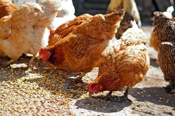 男子發(fā)明喂雞神器網友:費雞頭 喂雞什么時候喂最好 男子發(fā)明喂雞神器網友:費雞頭 喂雞什么時候喂最好