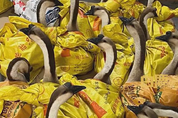 公司發(fā)大鵝當年貨員工:放公司很吵 大鵝怎么燉才好吃 公司發(fā)大鵝當年貨員工:放公司很吵 大鵝怎么燉才好吃