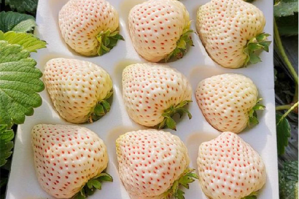 白草莓價格多少錢一斤 白草莓和紅草莓哪個貴 白草莓價格多少錢一斤 白草莓和紅草莓哪個貴