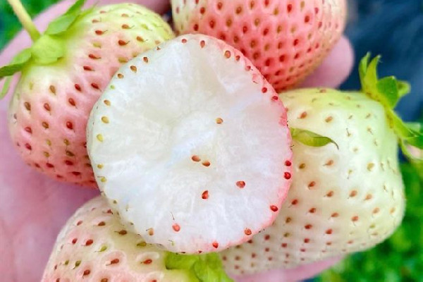 白草莓好吃還是紅草莓好吃 白草莓什么味道 白草莓好吃還是紅草莓好吃 白草莓什么味道