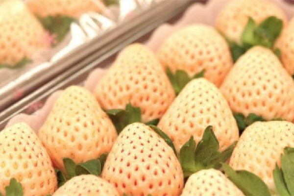 白草莓產地在哪里 白草莓是哪個國家的