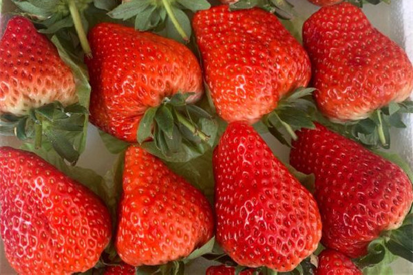 草莓吃多了有什么危害 草莓對胃有刺激嗎 草莓吃多了有什么危害 草莓對胃有刺激嗎