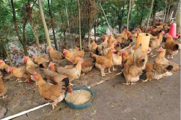 男子發(fā)明喂雞神器網友:費雞頭 喂雞什么時候喂最好 男子發(fā)明喂雞神器網友:費雞頭 喂雞什么時候喂最好