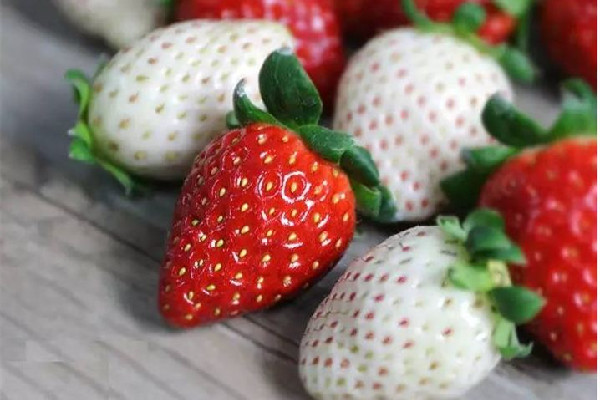白草莓產地在哪里 白草莓是哪個國家的