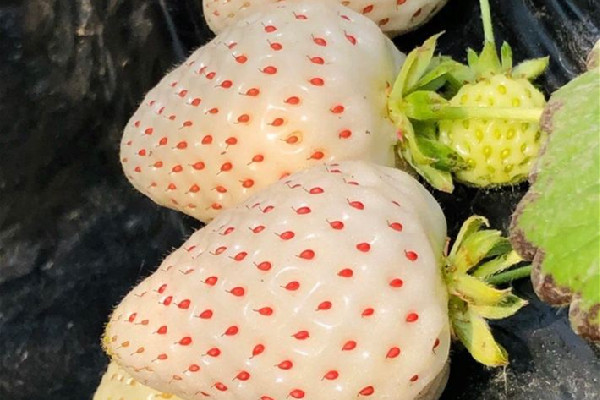 白草莓價格多少錢一斤 白草莓和紅草莓哪個貴 白草莓價格多少錢一斤 白草莓和紅草莓哪個貴