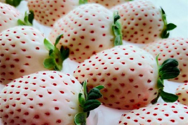 白草莓產地在哪里 白草莓是哪個國家的