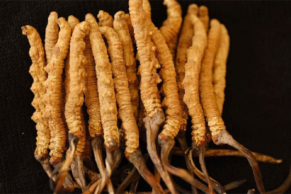 冬蟲(chóng)夏草的功效有哪些 冬蟲(chóng)夏草對(duì)心臟好嗎 冬蟲(chóng)夏草的功效有哪些 冬蟲(chóng)夏草對(duì)心臟好嗎