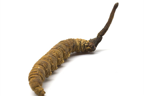 冬蟲夏草的價位大概是多少 冬蟲夏草哪個品牌質(zhì)量好 冬蟲夏草的價位大概是多少 冬蟲夏草哪個品牌質(zhì)量好