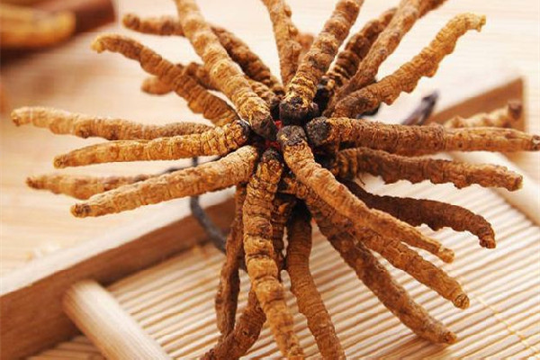 冬蟲夏草的吃法和用量 冬蟲夏草吃多了會怎樣 冬蟲夏草的吃法和用量 冬蟲夏草吃多了會怎樣