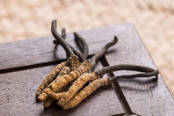 冬蟲夏草要燉多長時間 冬蟲夏草燉什么最好 冬蟲夏草要燉多長時間 冬蟲夏草燉什么最好